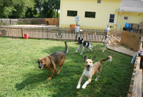 How Dog Daycare Helps with Socialization and Behavior